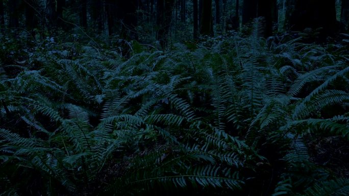 在微光下穿过树林中的蕨类植物