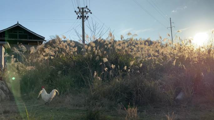 乡村气息： 白公鸡游荡在乡村院落芦苇丛里