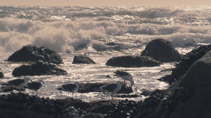 壮丽海岸沿线海鸥觅食海边海浪