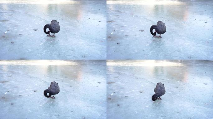 冬季黑天鹅站在冰面上梳理羽毛