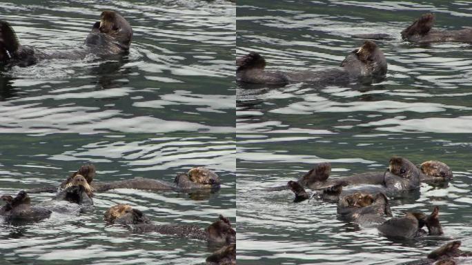 可爱的海獭在海水中翻滚。野生动物行为，海獭群体。