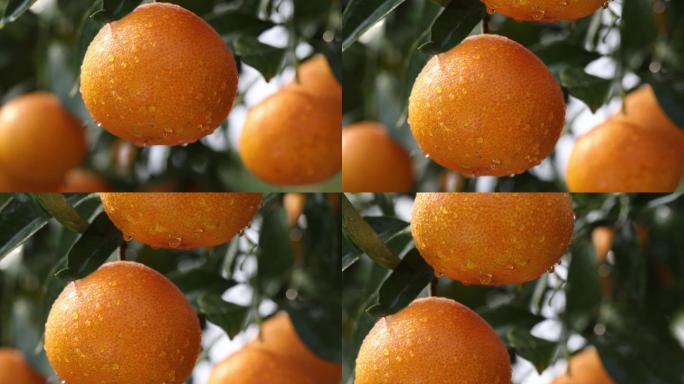 果冻橙 橘子 爱媛 柑橘