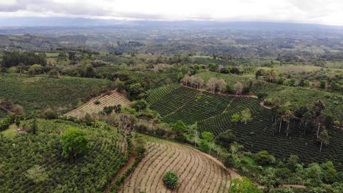 咖啡种植园鸟瞰图乡村农业场地经济发展