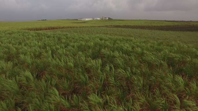 甘蔗种植园实拍场景视频鸟瞰视角