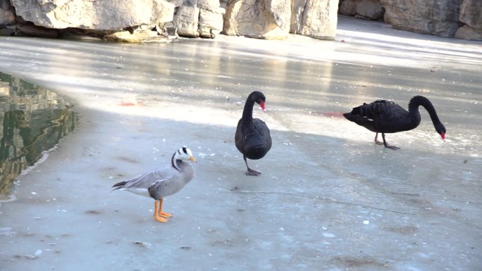 黑天鹅斑头雁鸭子在冰面上