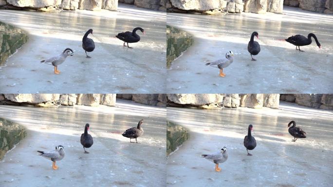 黑天鹅斑头雁鸭子在冰面上