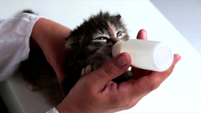 小猫从瓶子里吮吸牛奶