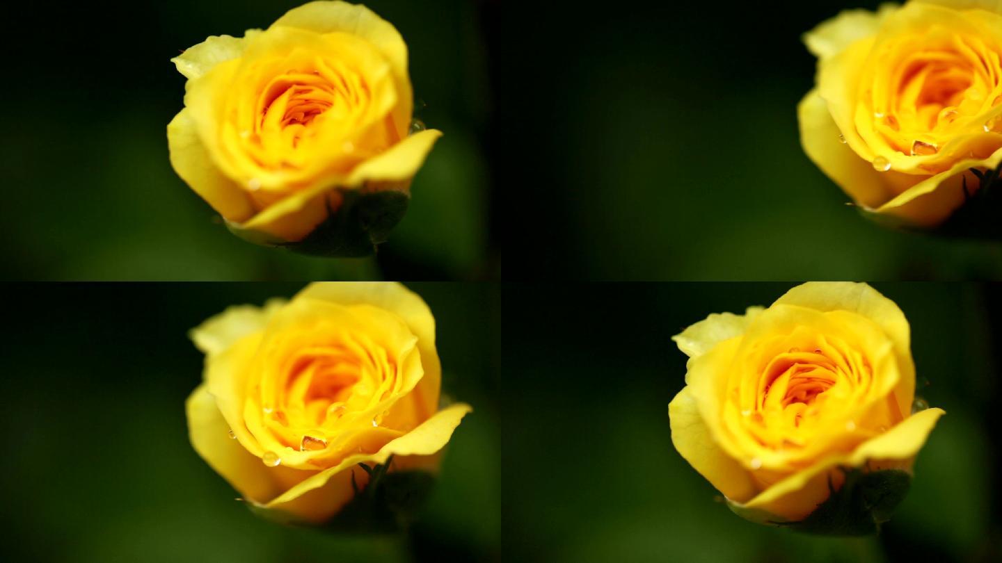 黄玫瑰月季开放盛开绽放花卉绿植