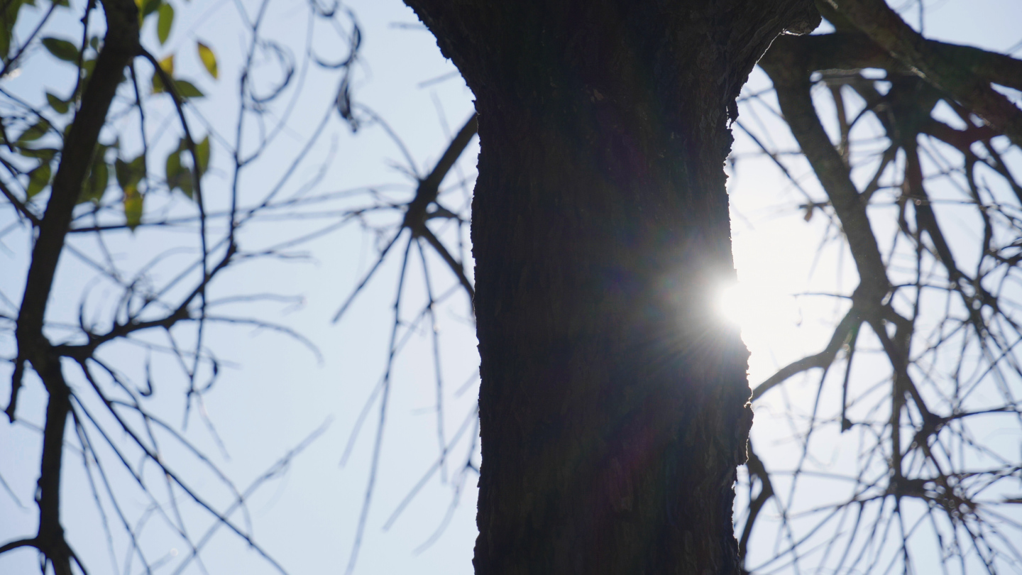 唯美 逆光空镜头-阳光透过大树4k