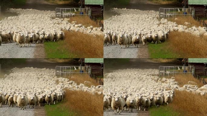 羊群向摄像机走来放羊一群羊绵羊