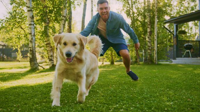 男人在草坪上和金毛猎犬玩飞碟。