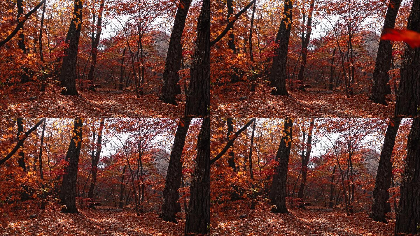 森林中红色落叶意境4K