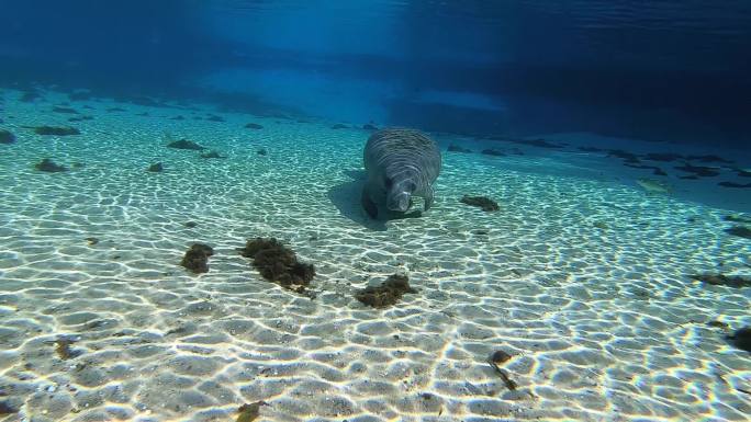 海牛游泳动物身体部位濒危物种海洋生物