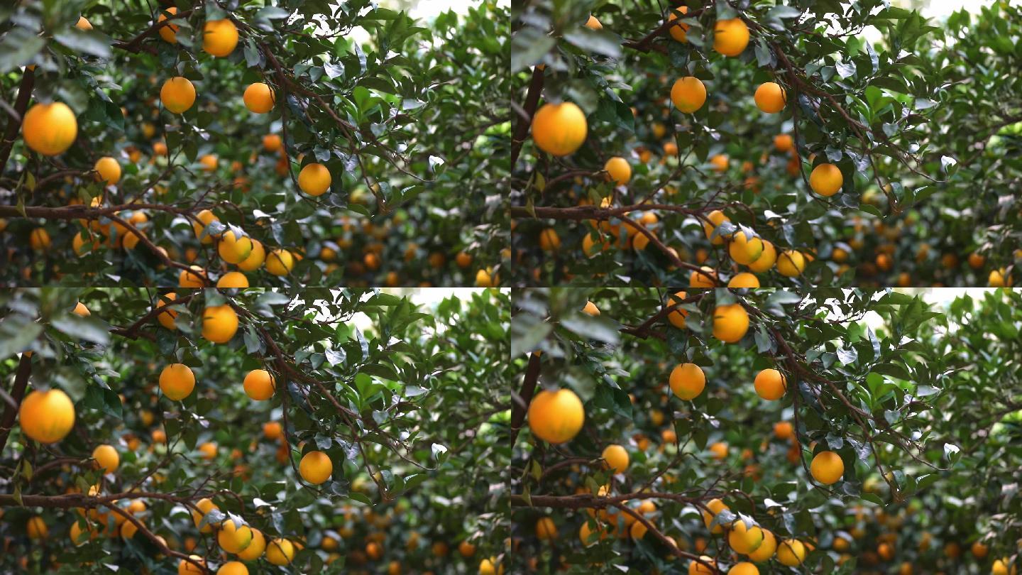 橙子 脐橙 橙园