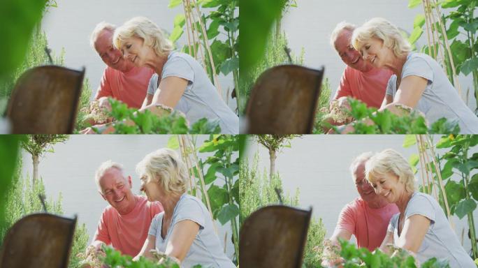 退休老夫妇在花园里修剪植物