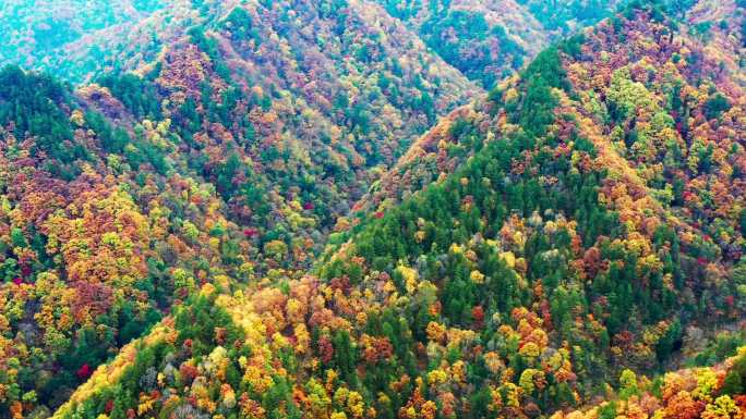大山里秋季五彩缤纷的树叶航拍4k