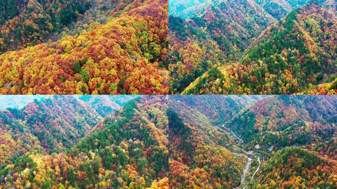 大山里秋季五彩缤纷的树叶航拍4k