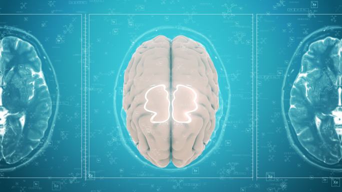 人体头部大脑活动 电波  磁共振