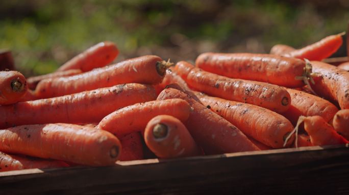 农场里装满有机胡萝卜的木箱