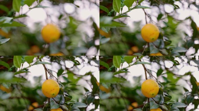 橙子 脐橙 橙园