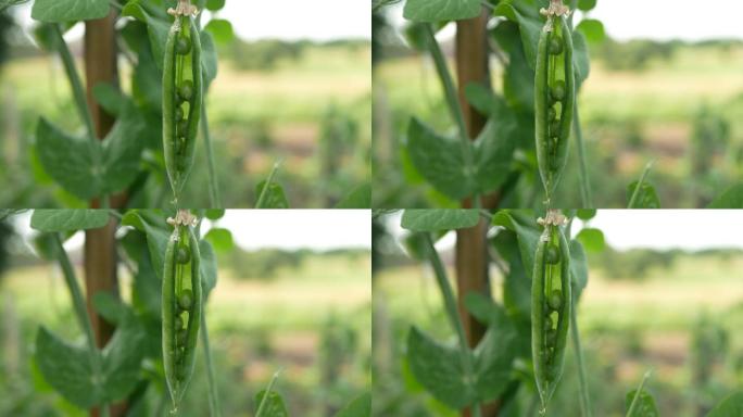 绿色新鲜豌豆和豌豆荚的美丽特写镜头