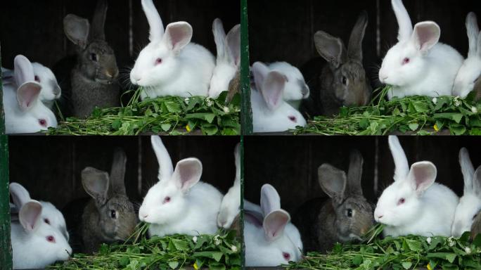 一群小白兔坐在农场的笼子里吃草。