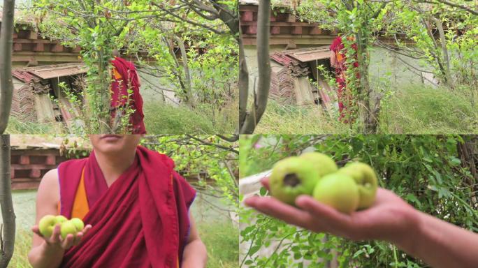 藏传佛教僧人摘水果