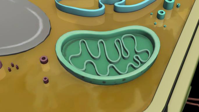 三维植物细胞动画视频素材