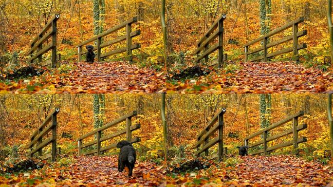 小黑狗穿过秋天的森林