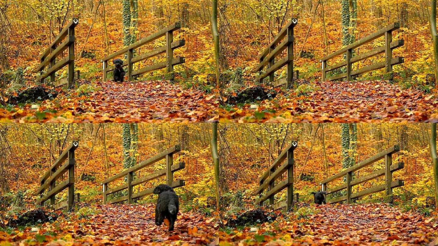 小黑狗穿过秋天的森林
