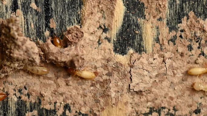 木材上的小白蚁蚂蚁