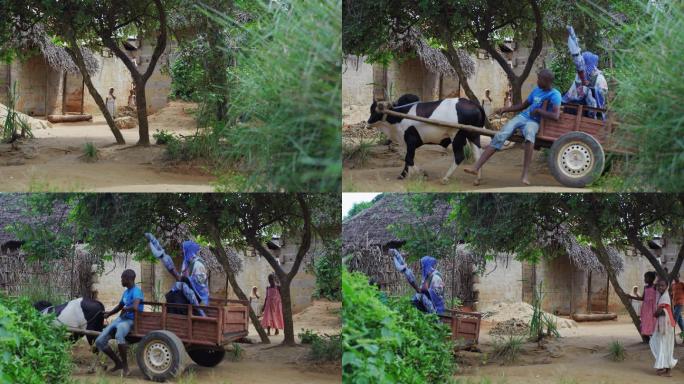 非洲农村人们乘坐牛车出行