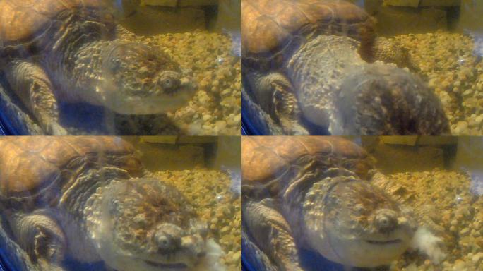 海龟鱼缸水族馆海底世界