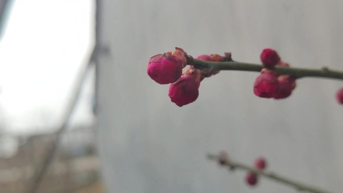一枝红梅梅花花瓶春天开花延时