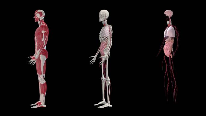 人体解剖学三维人体肌肉骨骼神经医用教学人