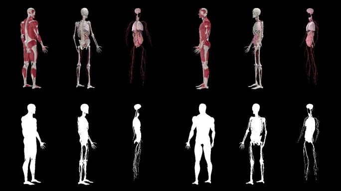 人体解剖学三维人体肌肉骨骼神经医用教学人