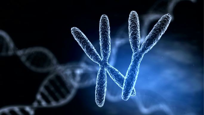 染色体生物化学研究进化生物技术