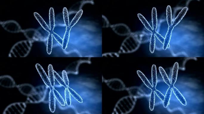 染色体生物化学研究进化生物技术