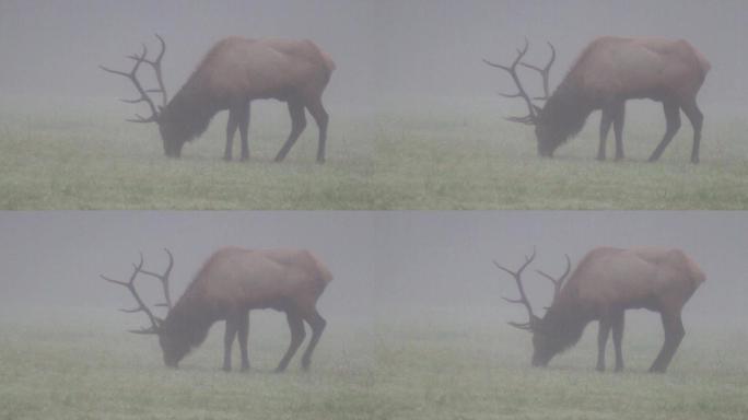 清晨浓雾中的公麋鹿
