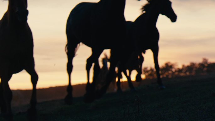 日落时在草地上奔跑的马