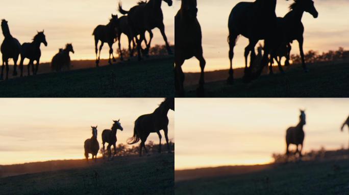 日落时在草地上奔跑的马