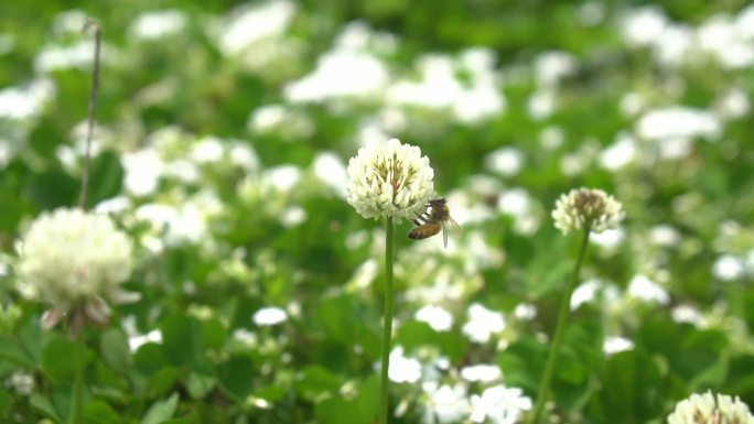 蜜蜂采花，采蜜，酿蜂蜜，野花，四叶草