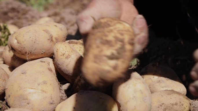 西北农民 挖土豆 笑脸
