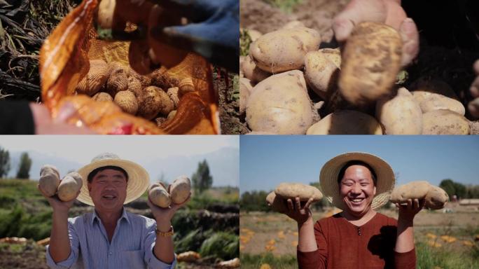 西北农民 挖土豆 笑脸