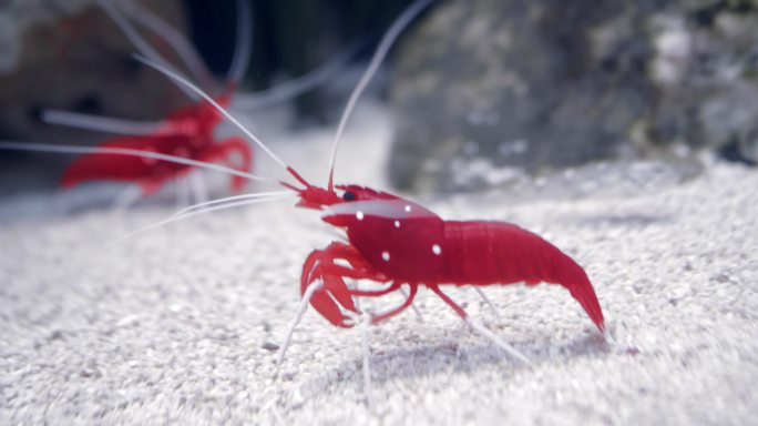 血红色火虾深海视频素材海洋生物水族馆动物