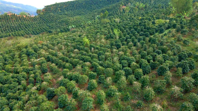 山区山坡上咖啡种植园的空中拍摄