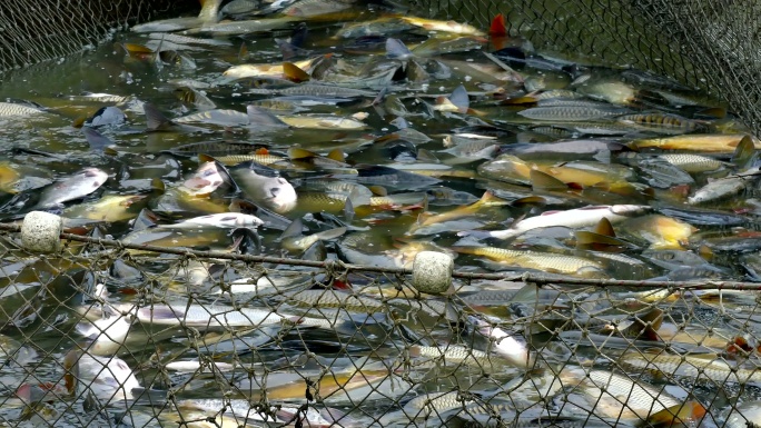 淡水池塘里满是鲤鱼的渔网