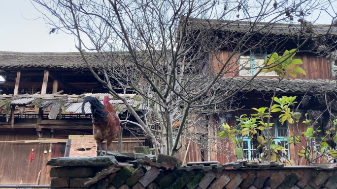 乡村气息： 公鸡游荡在乡村院落围墙之间