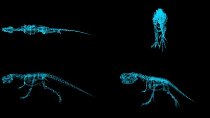 恐龙X射线骨架跑步