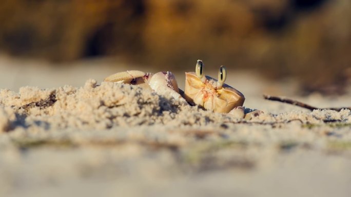 肯尼亚米达溪海滩上的螃蟹